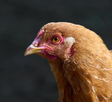 Domestic chicken walking outdoors on a summer day photo