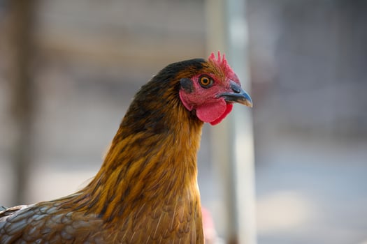 Domestic chicken walking outdoors on a summer day photo