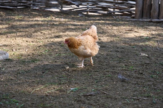 Domestic chicken walking outdoors on a summer day photo