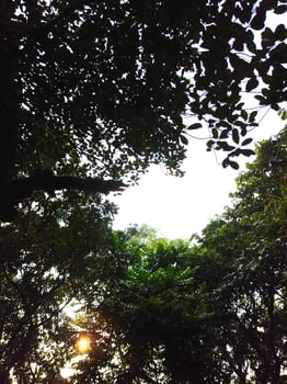 Sky through trees photo