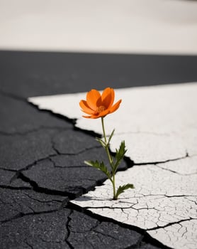 A single orange flower growing out of a crack in the asphalt photo