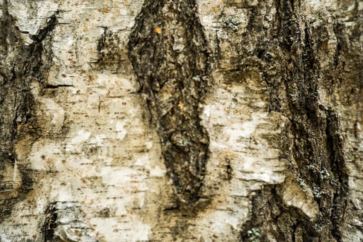 Close-up view of the rough textured bark of a birch tree photo