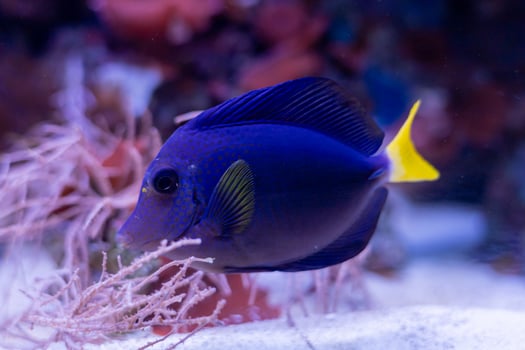 Clownfish swimming among vibrant purple anemones in a serene aquarium setting photo