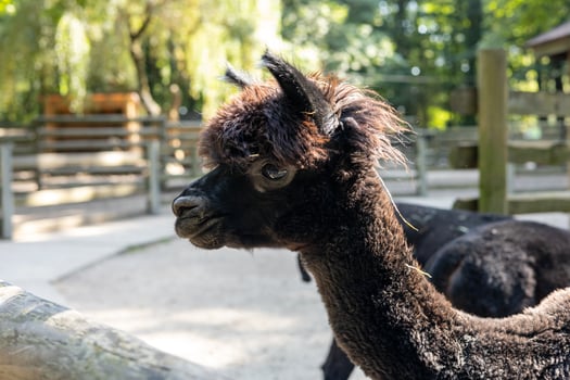 Two playful llamas interacting at a vibrant forested zoo in the afternoon sunlight photo