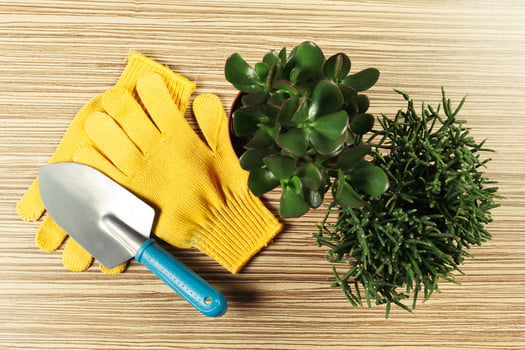 composition of garden tools photo