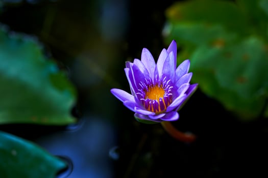 Vibrant purple lotus flower floating in a serene water basin, perfect for wellness, spa, or tranquil designs photo