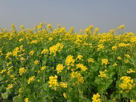 Mustard plant flower photo