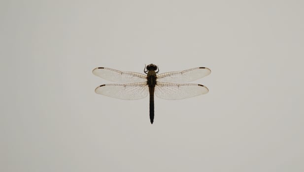 Minimalist Japanese artwork featuring dragonfly invertebrate silhouette photo