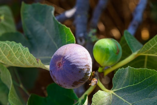 Lush fig tree showcasing ripe purple and green fruit in a sunlit garden during late summer, inviting sweet harvest moments photo