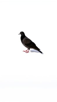 black bird on a white background photo