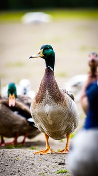 mallard duck stands on a pebbled path photo