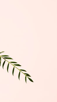 single green branch on a pink background photo