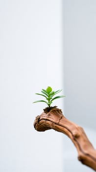 green sprout on a weathered branch photo