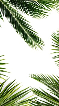 white background framed by four sections green palm fronds photo