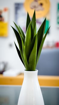 green plant a white vase photo