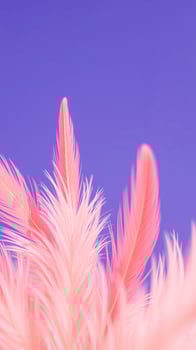 delicate pink feathers against a vibrant purple background photo