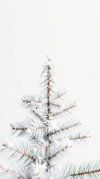 close- a frosted pine branch photo
