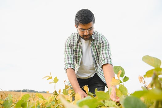 An Indian farmer or agronomist examines the soybean crop in a field photo