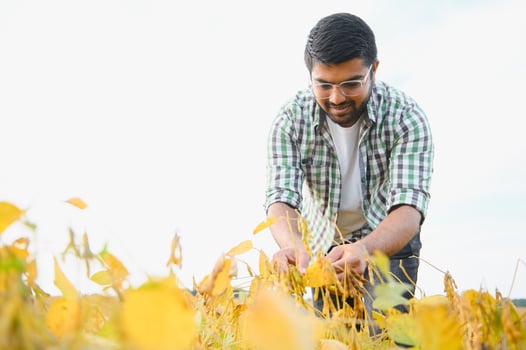 An Indian farmer or agronomist examines the soybean crop in a field photo