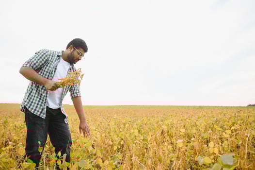 A young Indian farmer works in a soybean field photo