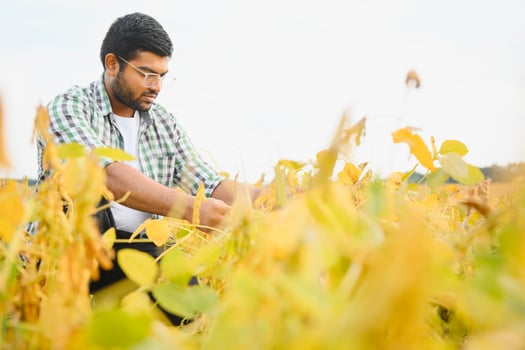 An Indian farmer or agronomist examines the soybean crop in a field photo