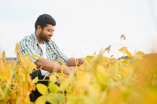 An Indian farmer in a soybean field photo
