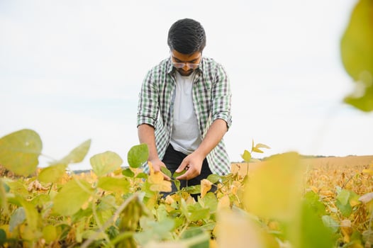 An Indian farmer in a soybean field photo