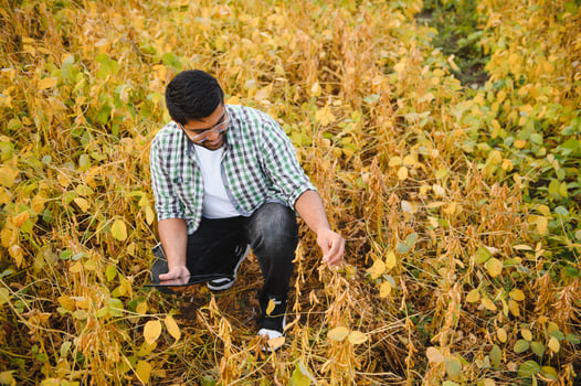 The concept of agriculture. An Indian farmer or agronomist inspects the soybean crop in a field photo
