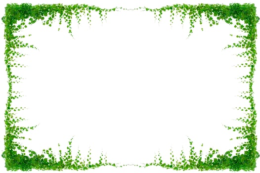 vine frame leaf vine isolates on a white background photo