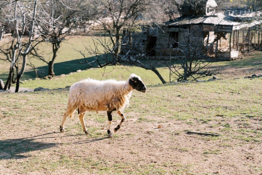 Black and white sheared sheep walks through a green pasture near a barn on a farm photo