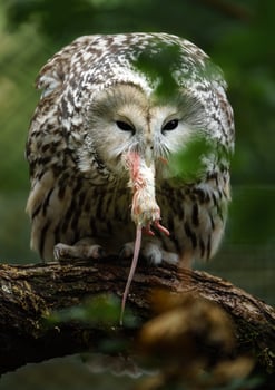Ural owl on branch behind leaves photo