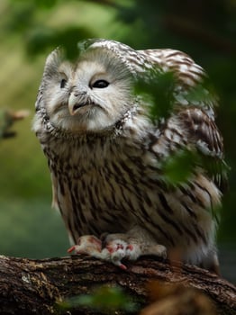 Ural owl on branch behind leaves photo