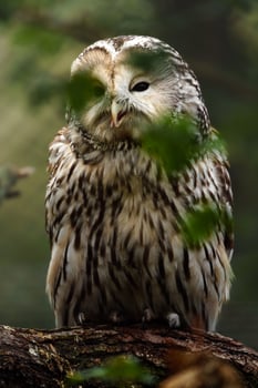 Ural owl on branch behind leaves photo