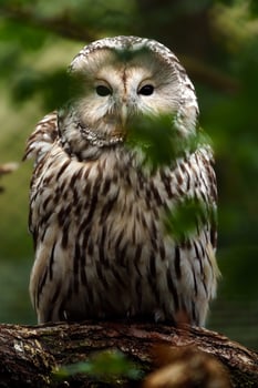 Ural owl on branch behind leaves photo