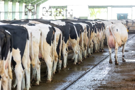 Agricultural concept, diary cows eating a hay in modern free livestock stall or cowshed for distibution of milk, animal and food concept photo