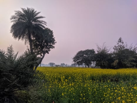 A field of yellow flowers and palm trees photo