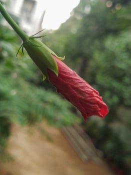 A red rose bud with a green stem photo