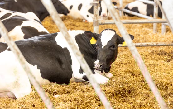 Agricultural concept, diary cows eating a hay in modern free livestock stall or cowshed for distibution of milk, animal and food concept photo