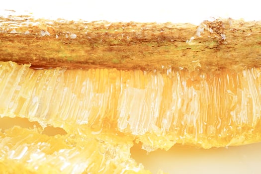 Honeycombs on wood stick with bees in a beehive on white background. Beekeeping, breeding and keeping bees. photo