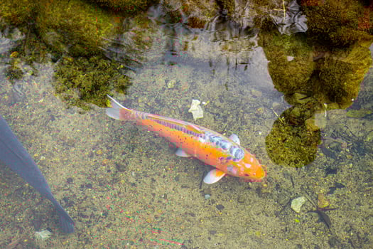 Shirakawa village, Gifu, Japan. A vibrant koi fish swims gracefully in clear water surrounded by lush greenery and natural reflections. photo