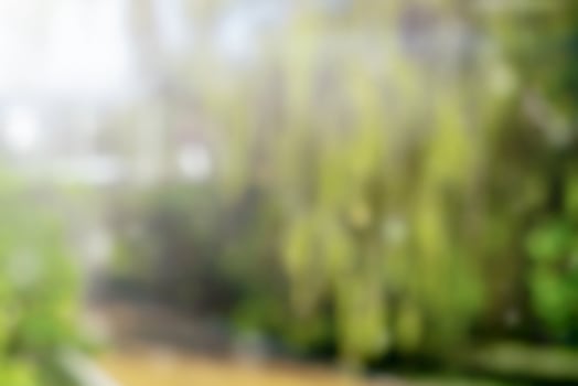 Green blur nature background. Landscape of trees photo