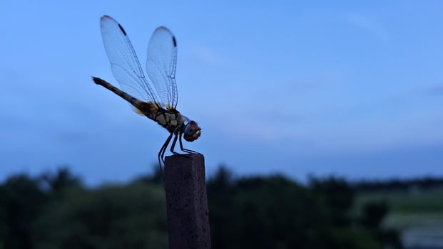 Dragonfly on a post photo