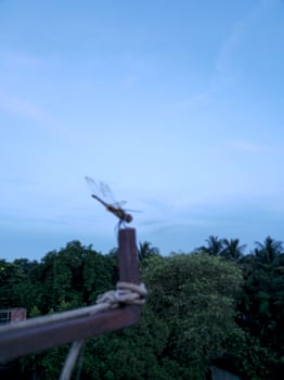 A dragonfly is perched on a pole in the sky photo