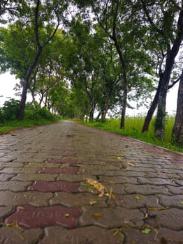 A brick paved road lined with trees and grass photo