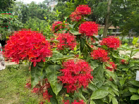Beautiful nature flower pet plants background wallpaper photography photo
