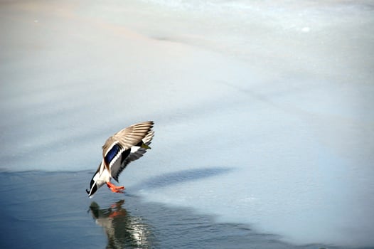 Landing duck by the lake photo