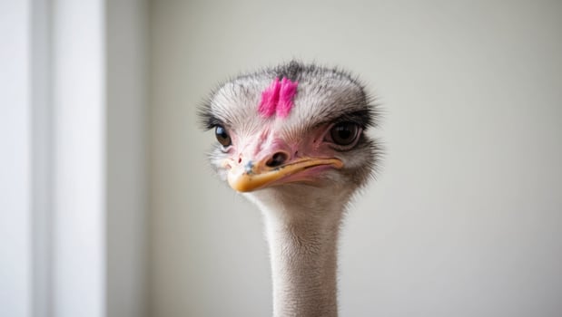 An ostrich with pink feathers on its head photo