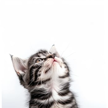 A kitten looking up on a white background photo
