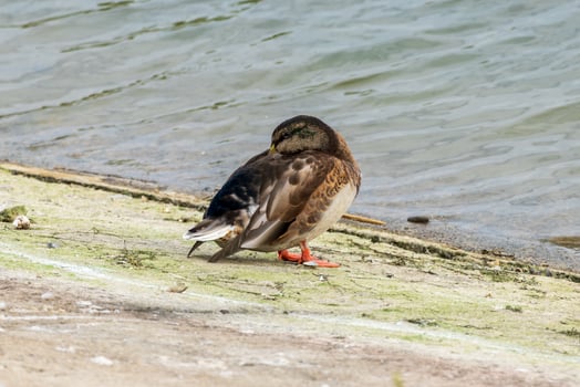 A duck standing on a concrete ledge next to a body of water photo