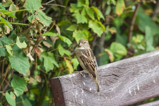 A small bird is sitting on a bench photo